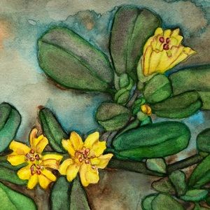 “Purslane” Watercolor Notecard